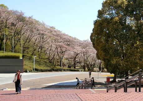 20190413sakura.jpg