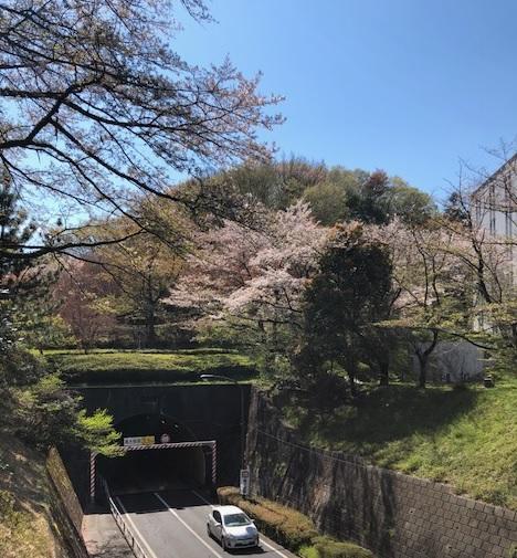 20190413sakura11.jpg