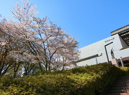 20190413sakura2.jpg