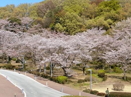 20190413sakura5.jpg